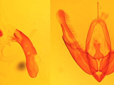 genitalia view of adult Acronicta laetifica