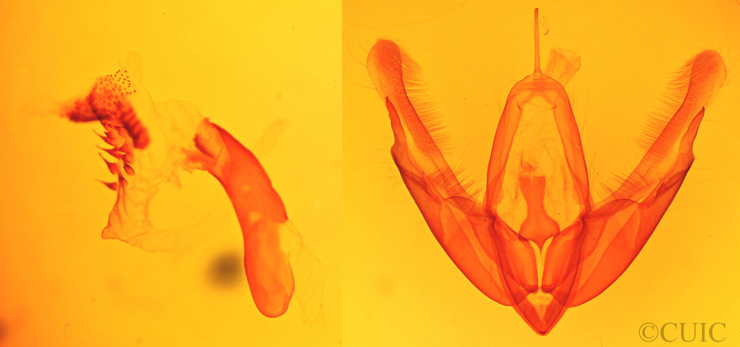 genitalia view of adult Acronicta laetifica