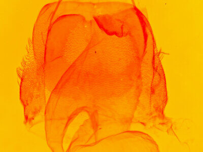 genitalia view of adult Acronicta laetifica