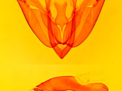 genitalia view of adult Acronicta hasta