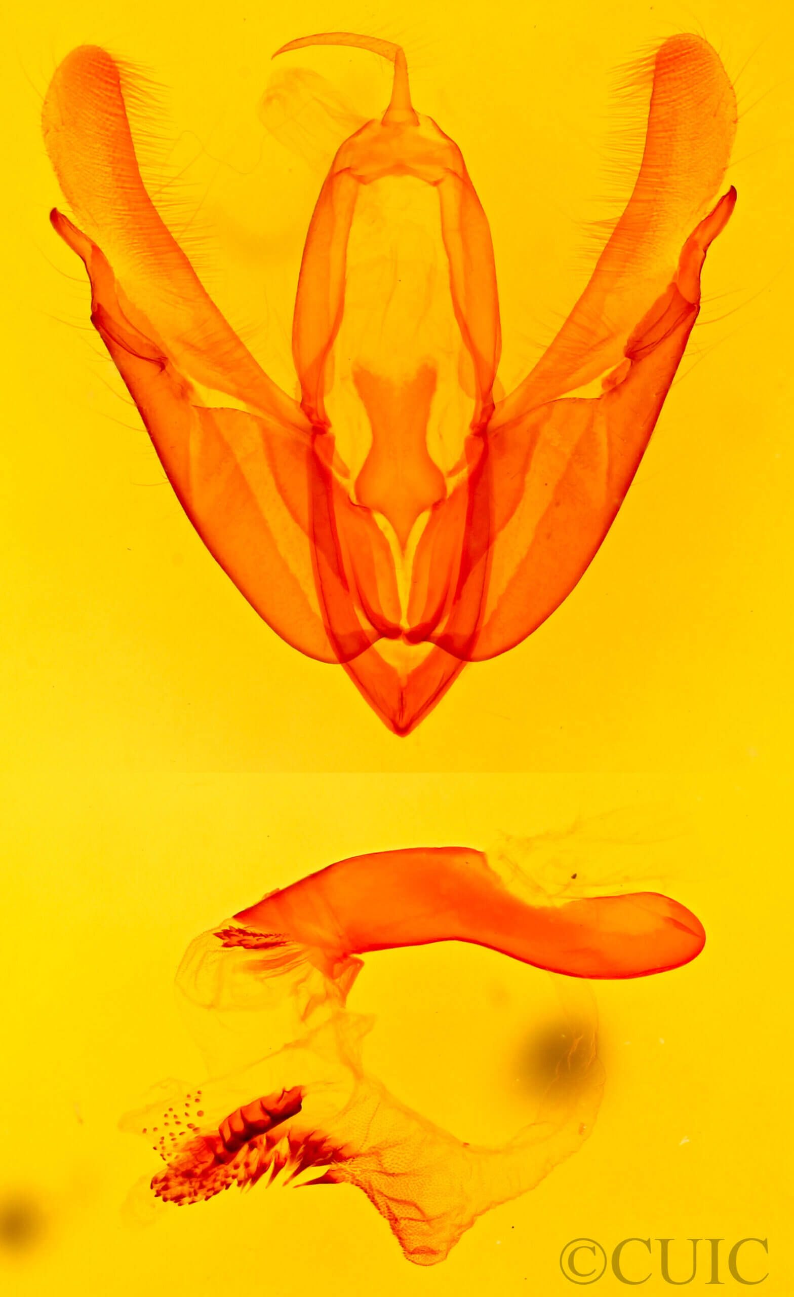 genitalia view of adult Acronicta hasta