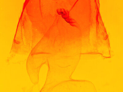 genitalia view of adult Acronicta hasta