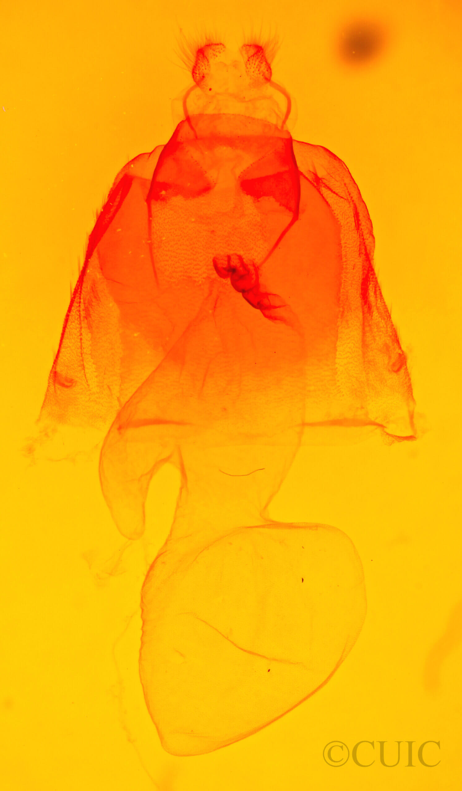 genitalia view of adult Acronicta hasta