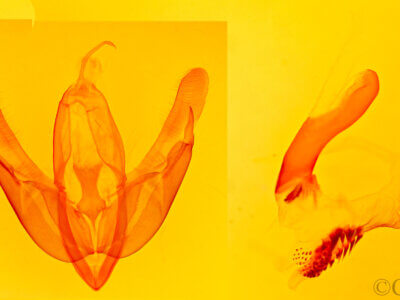 genitalia view of adult Acronicta hasta