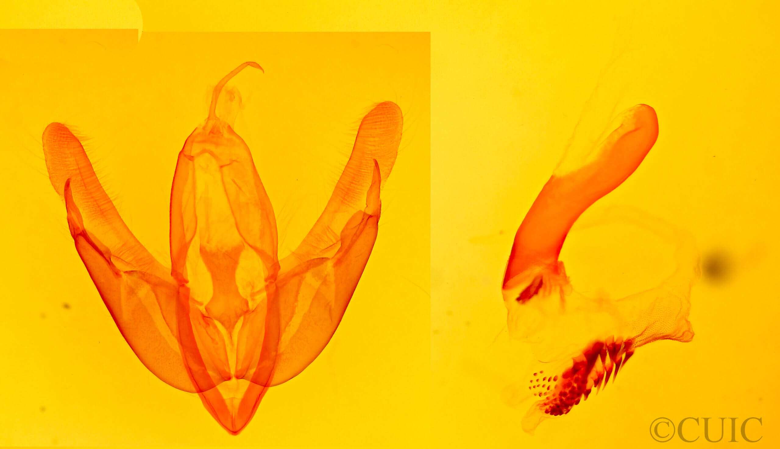 genitalia view of adult Acronicta hasta