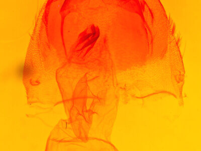 genitalia view of adult Acronicta hasta