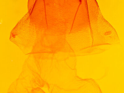 genitalia view of adult Acronicta tritona