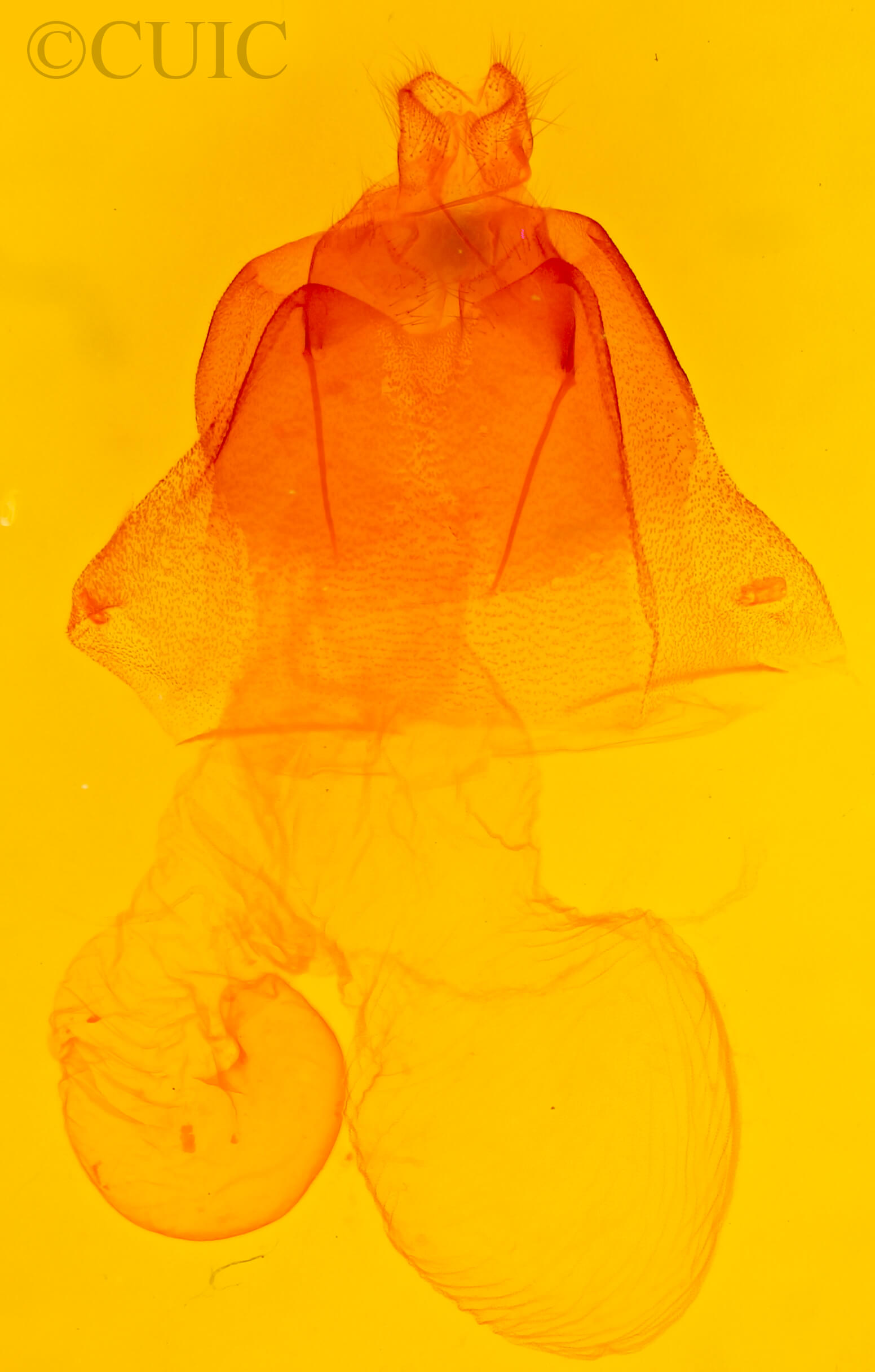 genitalia view of adult Acronicta tritona