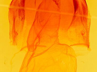 genitalia view of adult Acronicta radcliffei