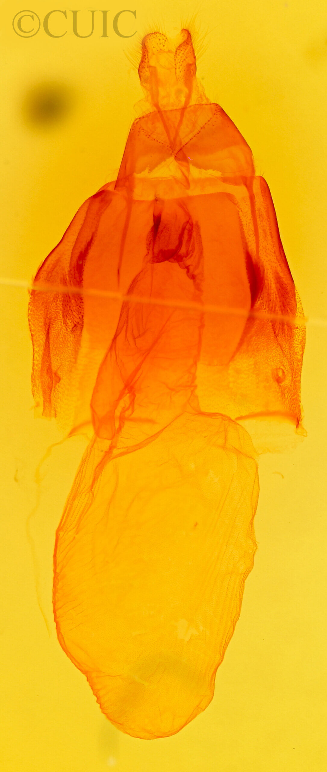 genitalia view of adult Acronicta radcliffei