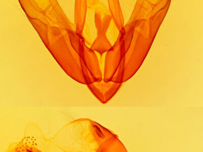 genitalia view of adult Acronicta innotata