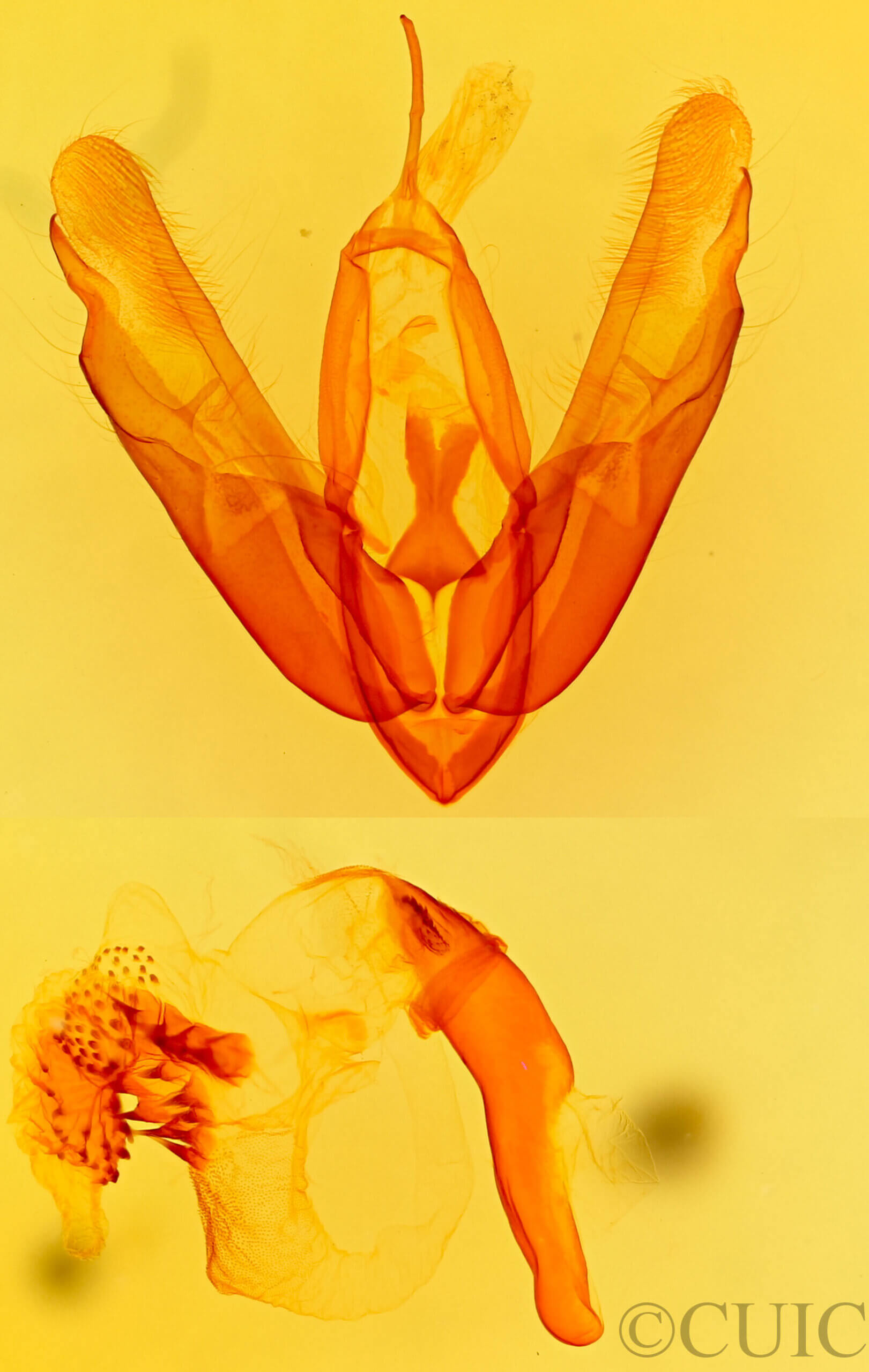 genitalia view of adult Acronicta innotata