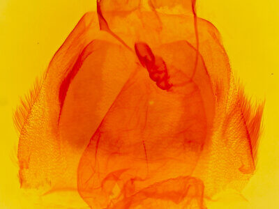 genitalia view of adult Acronicta innotata