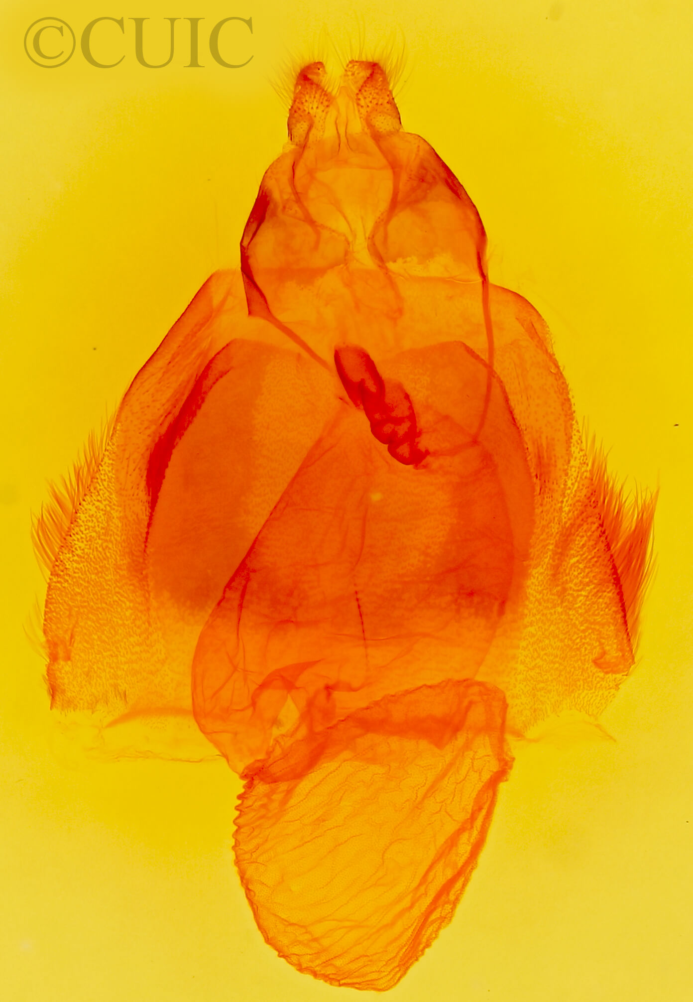 genitalia view of adult Acronicta innotata