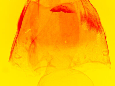 genitalia view of adult Acronicta betulae