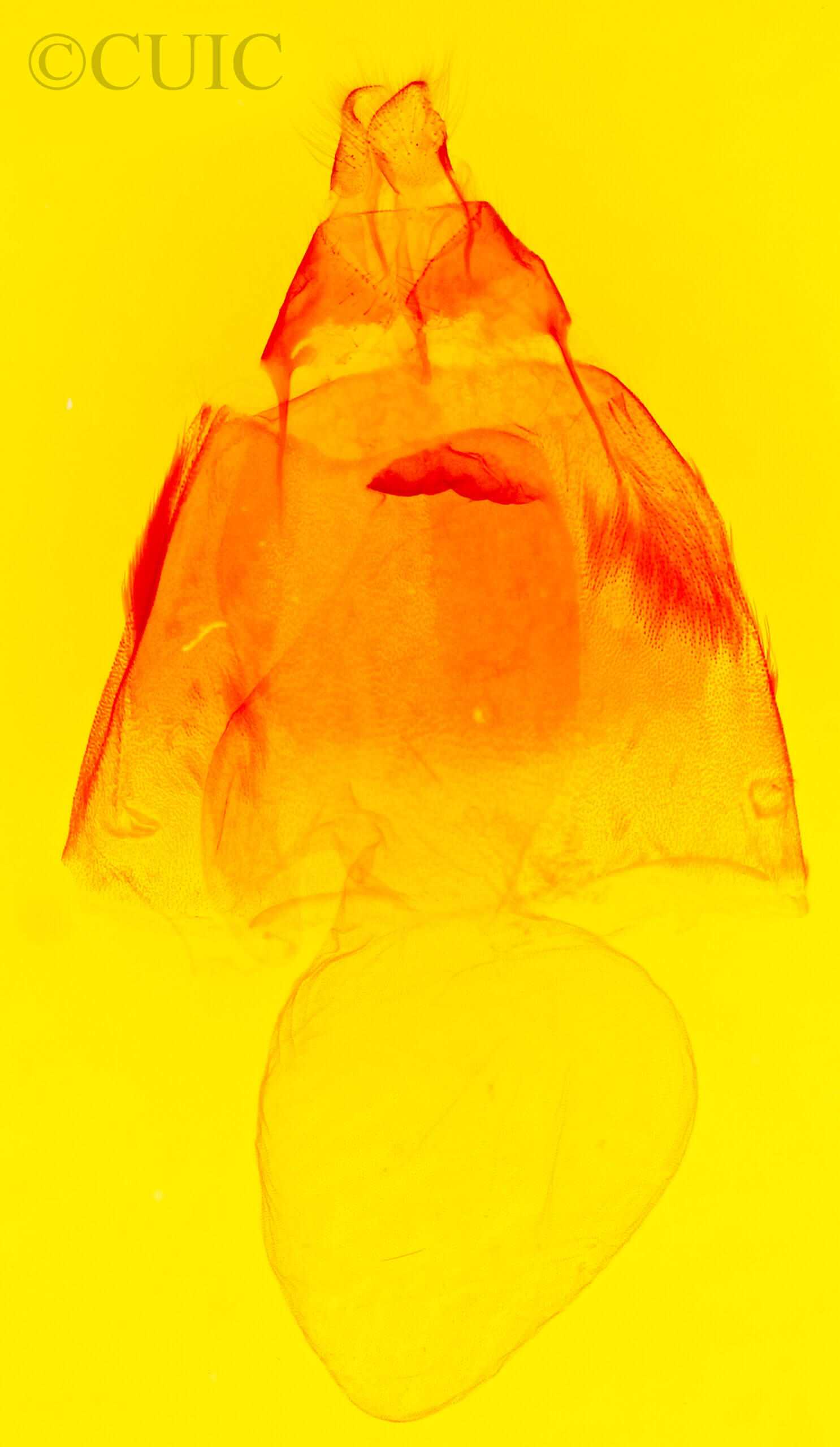 genitalia view of adult Acronicta betulae