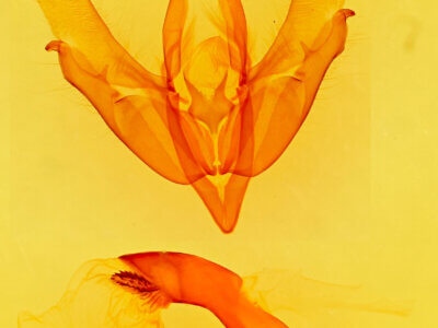 genitalia view of adult Acronicta quadrata