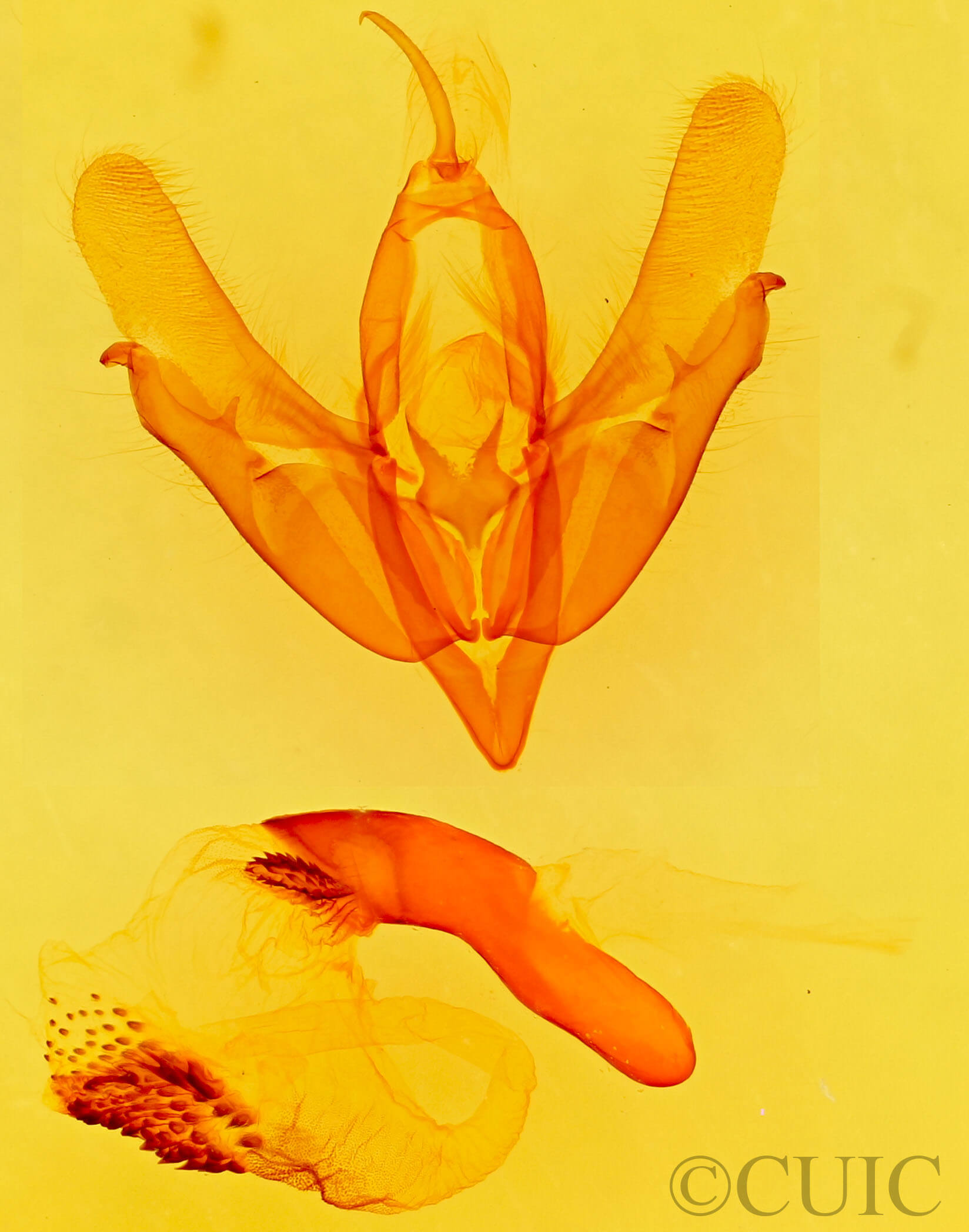 genitalia view of adult Acronicta quadrata