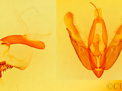 genitalia view of adult Acronicta interrupta