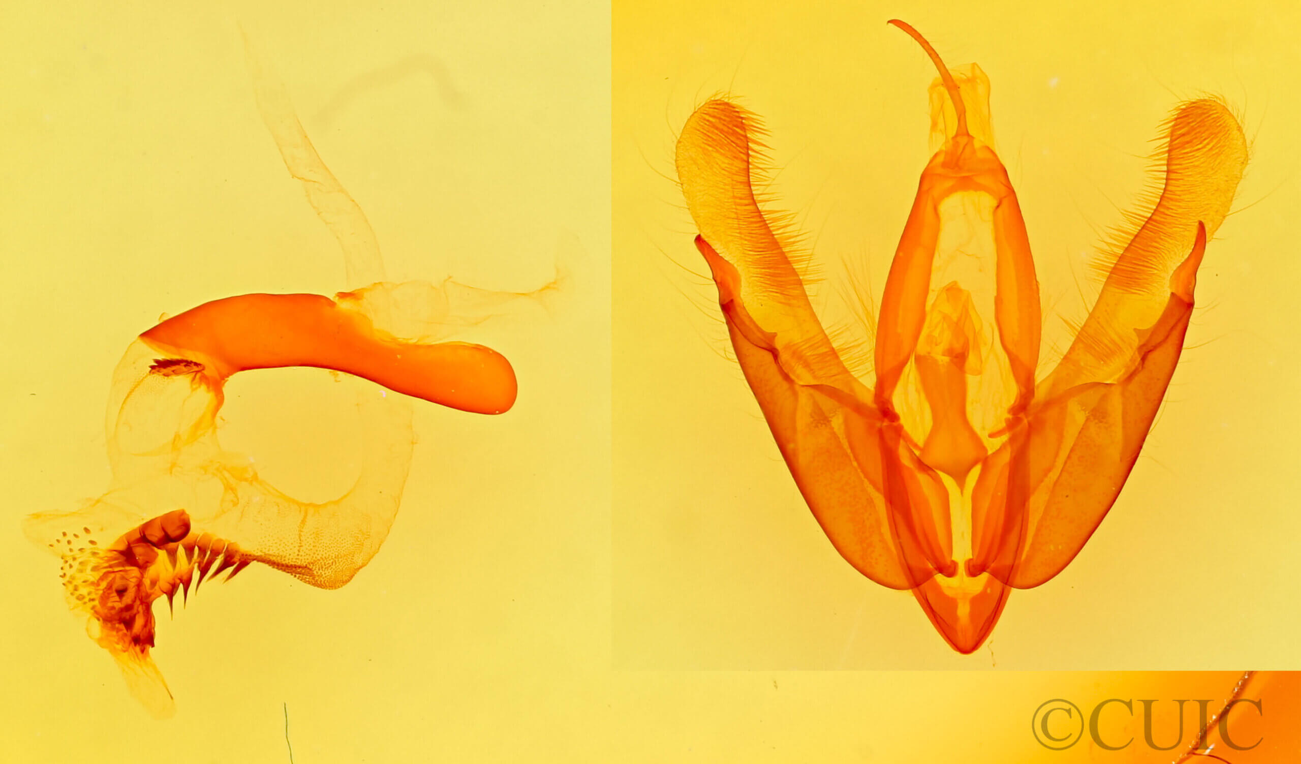 genitalia view of adult Acronicta interrupta