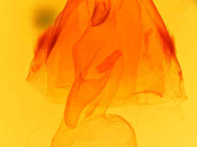 genitalia view of adult Acronicta interrupta