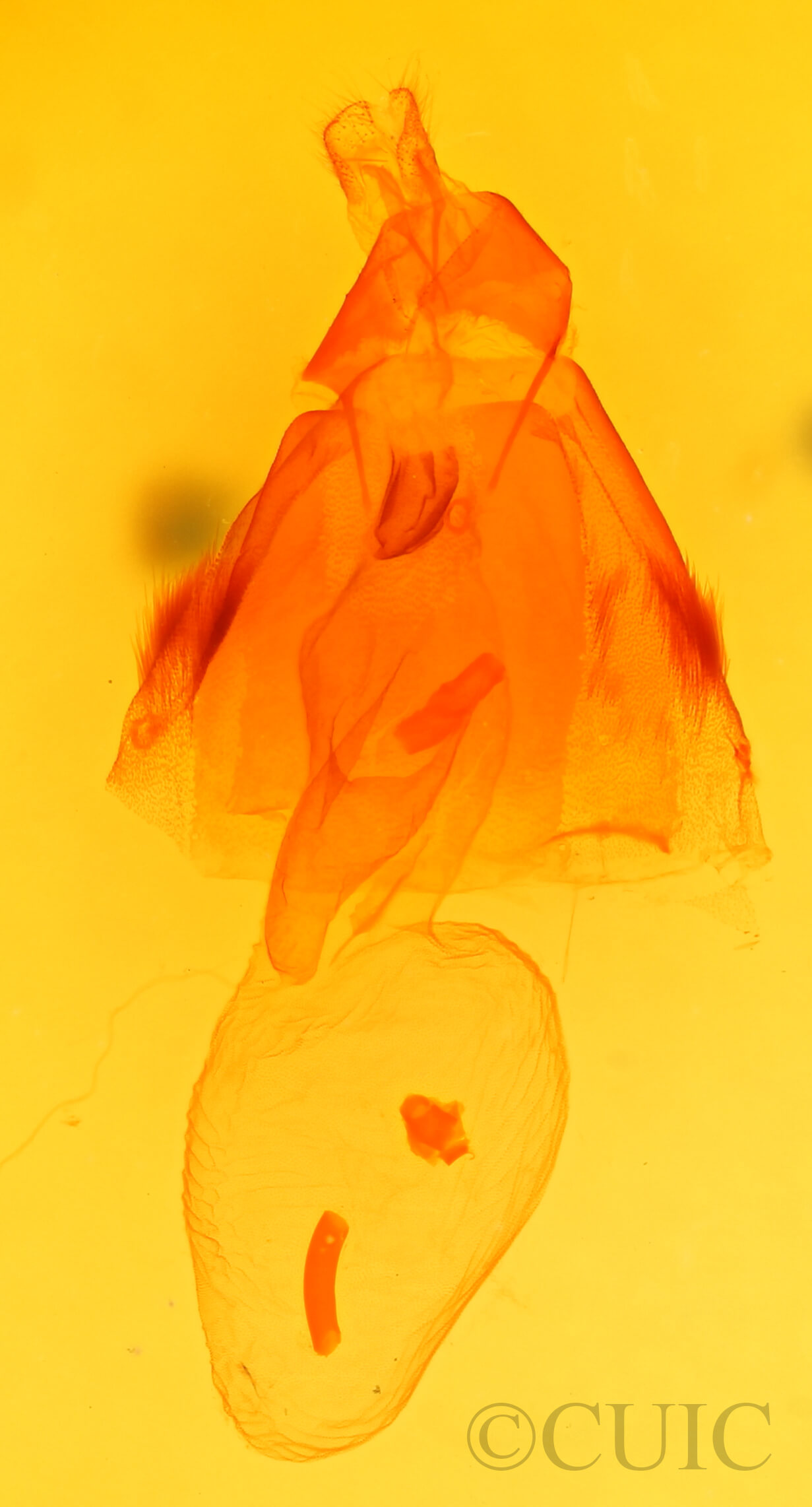 genitalia view of adult Acronicta interrupta