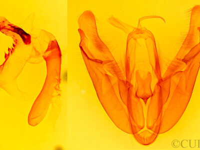 genitalia view of adult Acronicta lobeliae