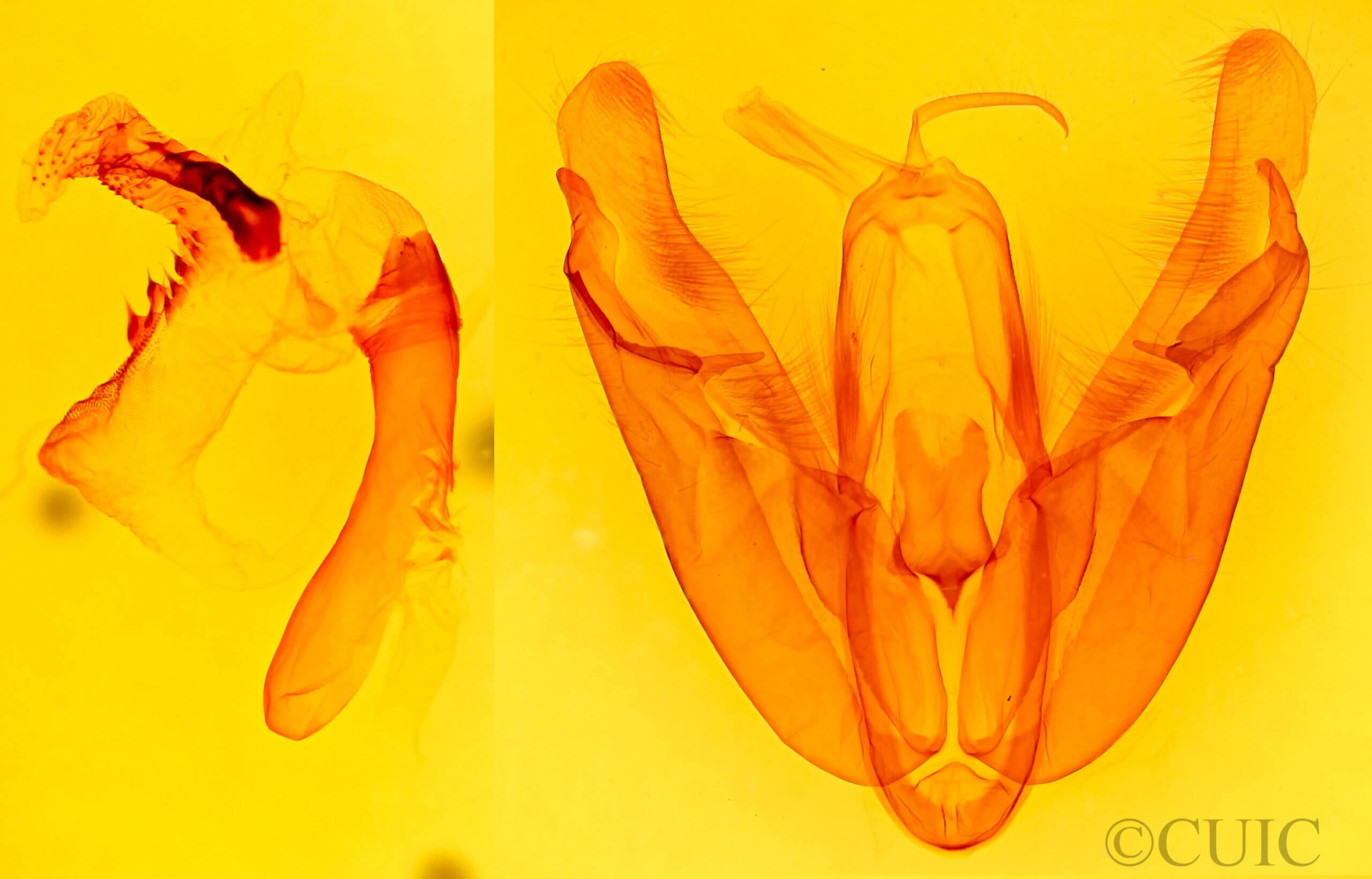 genitalia view of adult Acronicta lobeliae