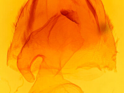 genitalia view of adult Acronicta lobeliae