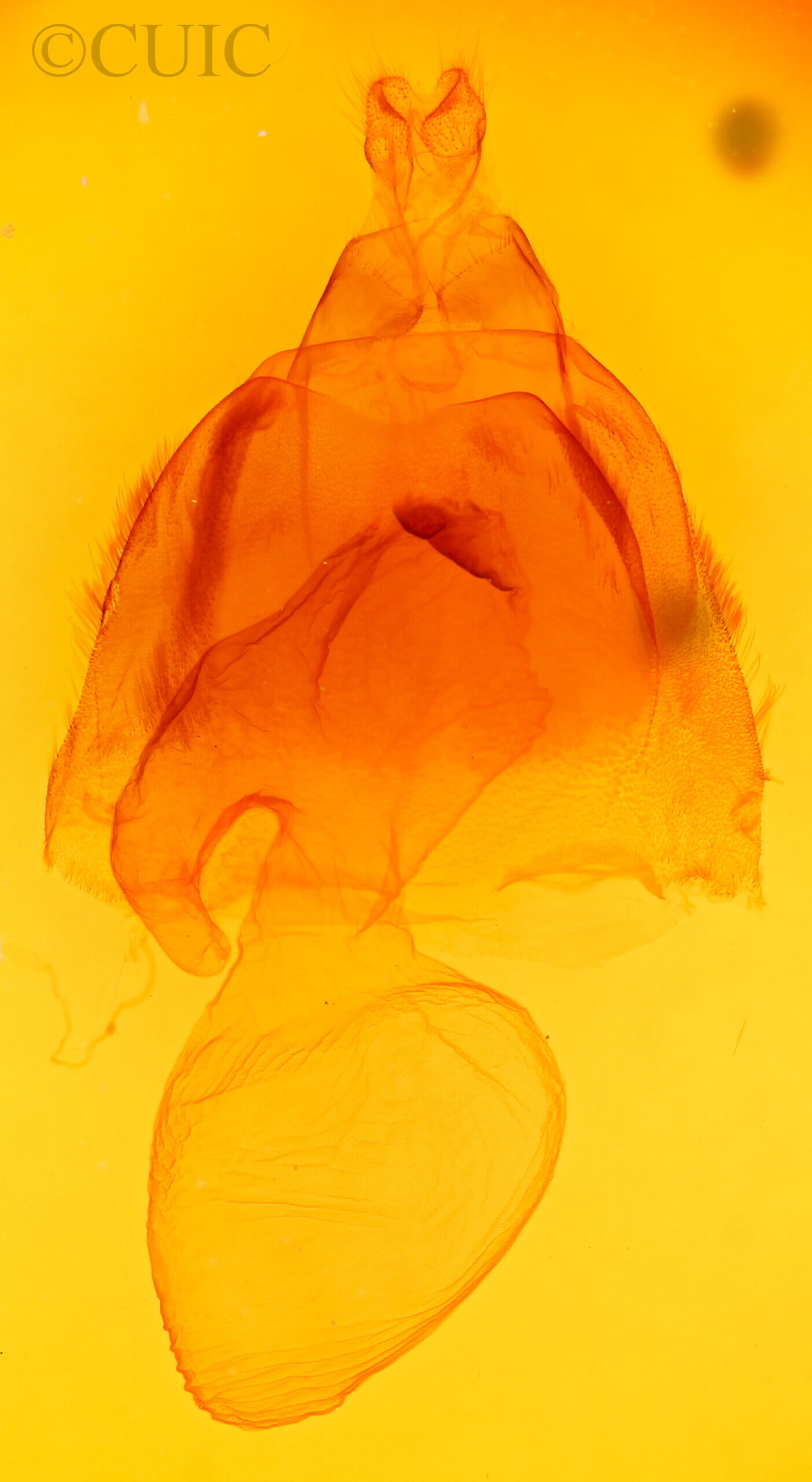 genitalia view of adult Acronicta lobeliae