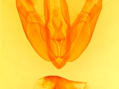 genitalia view of adult Acronicta superans