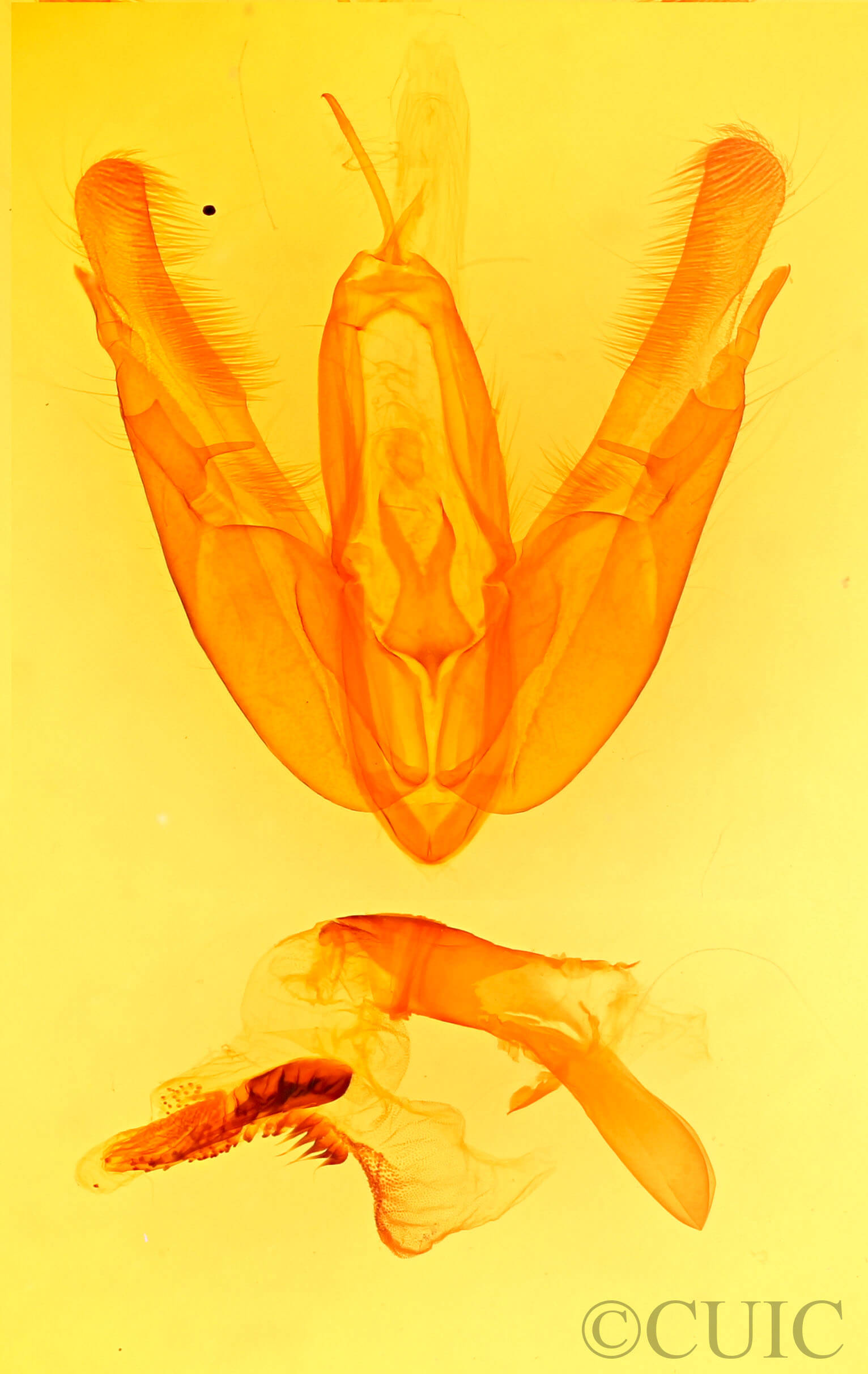 genitalia view of adult Acronicta superans