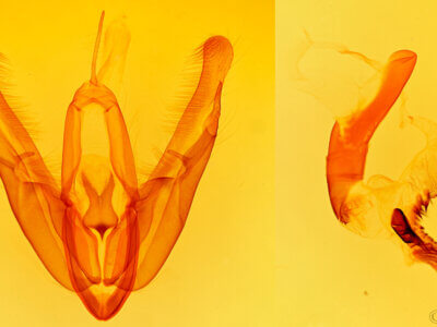 genitalia view of adult Acronicta superans