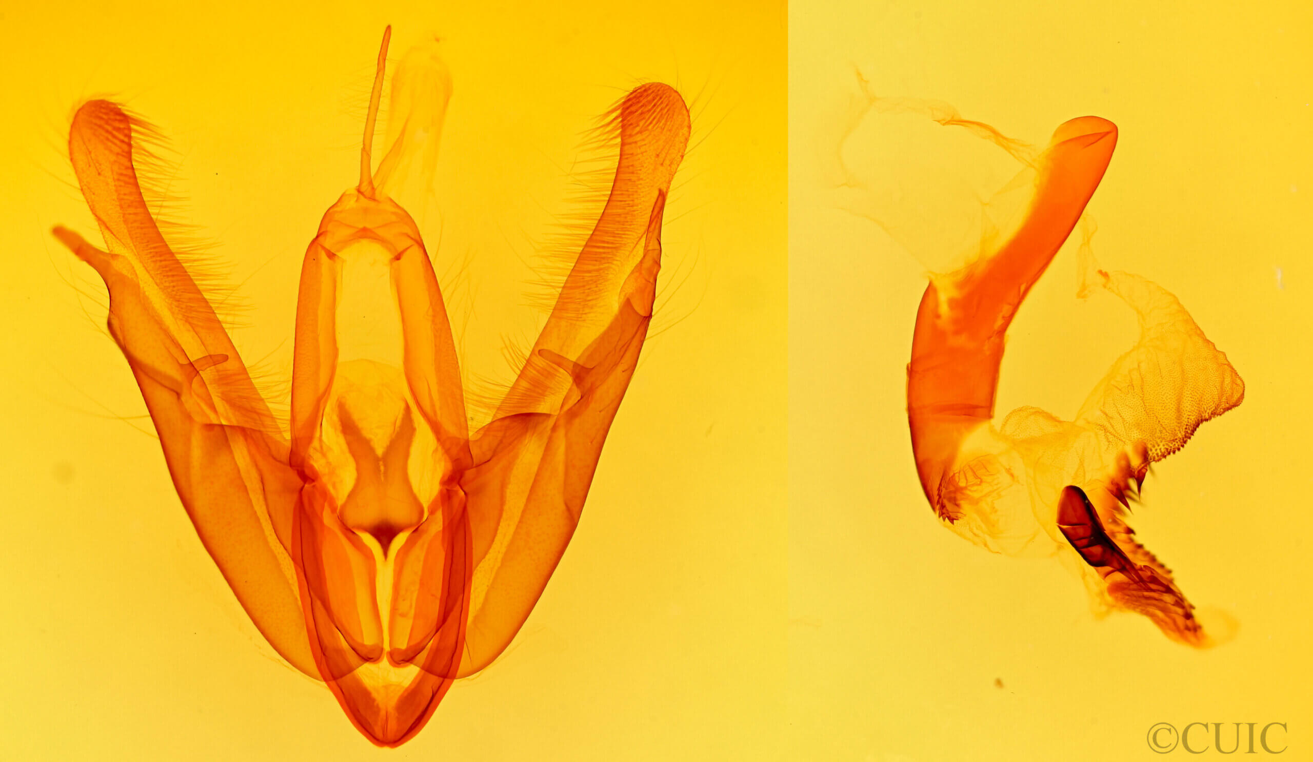 genitalia view of adult Acronicta superans