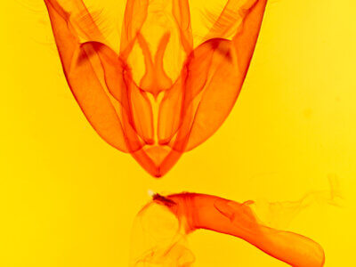 genitalia view of adult Acronicta morula