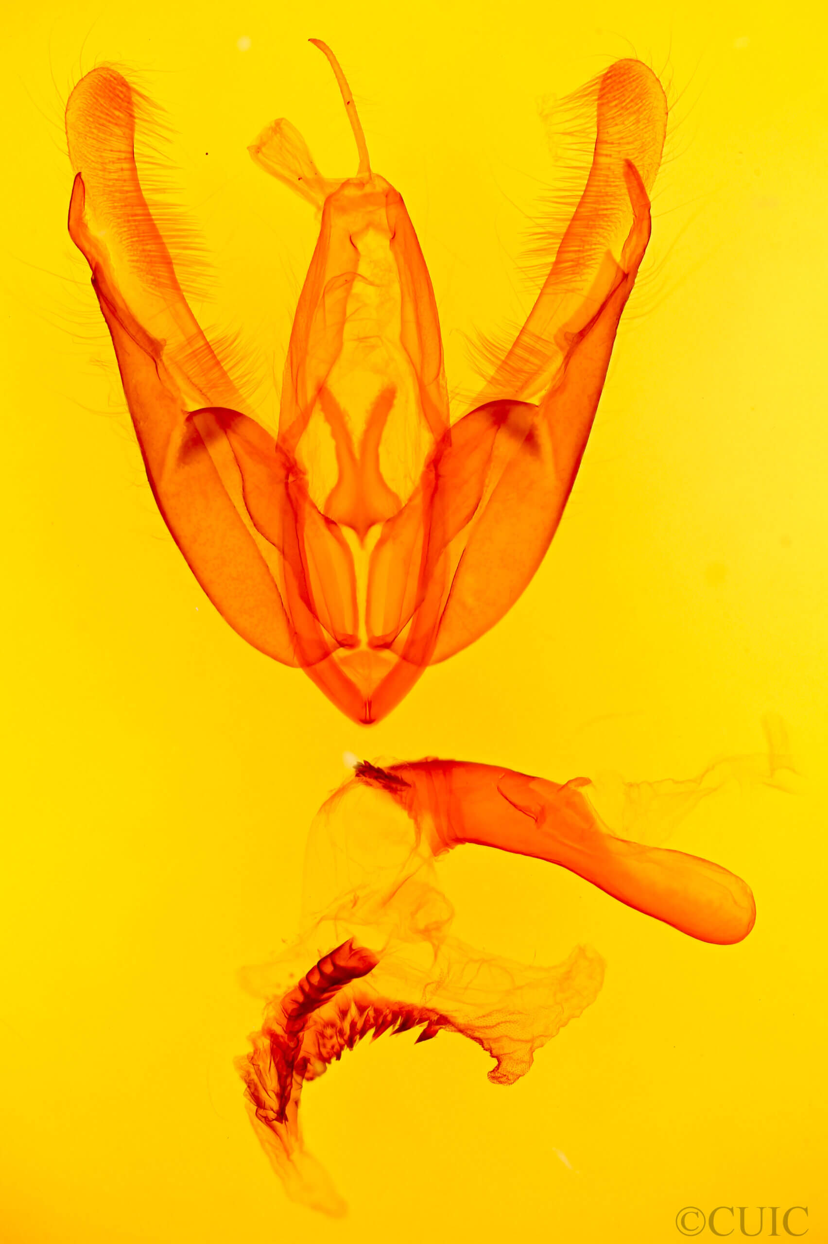 genitalia view of adult Acronicta morula