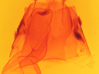 genitalia view of adult Acronicta morula