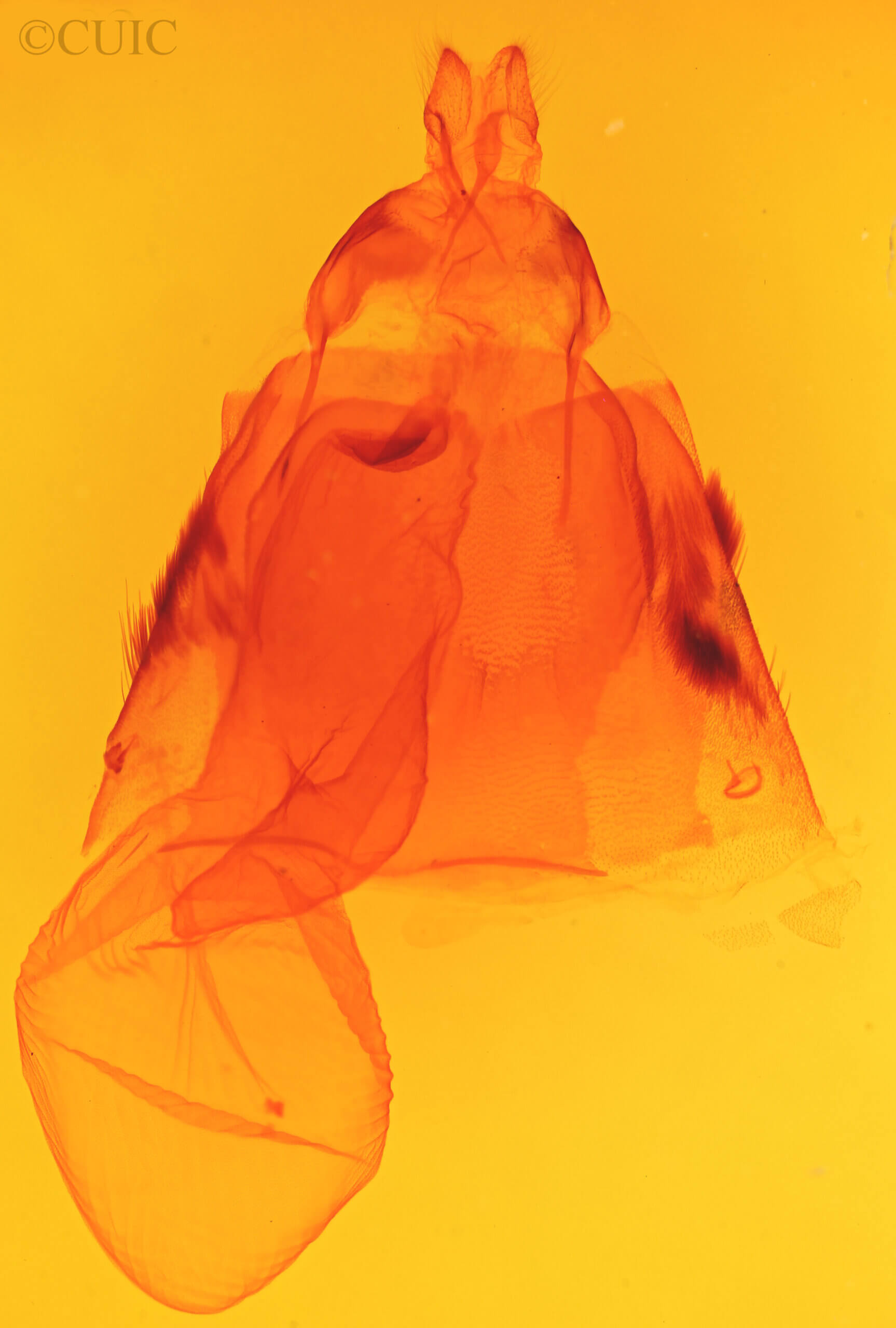 genitalia view of adult Acronicta morula