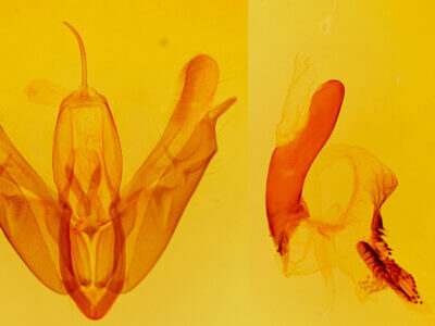 genitalia view of adult Acronicta spinigera