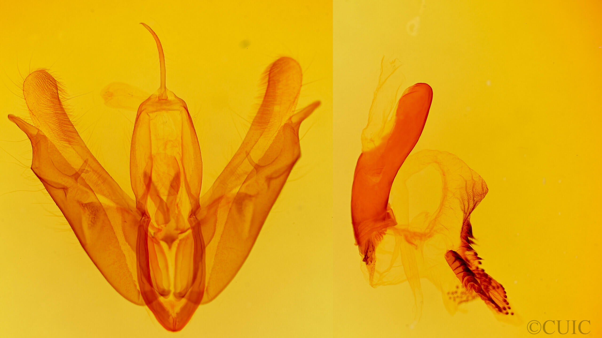 genitalia view of adult Acronicta spinigera