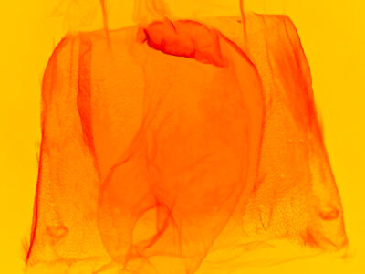 genitalia view of adult Acronicta spinigera