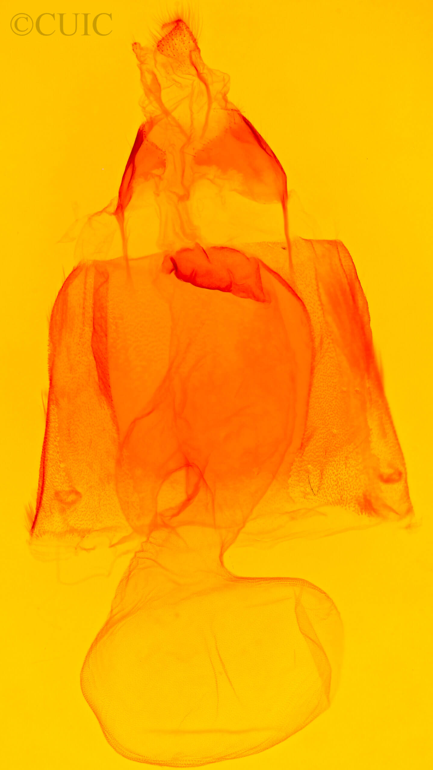 genitalia view of adult Acronicta spinigera