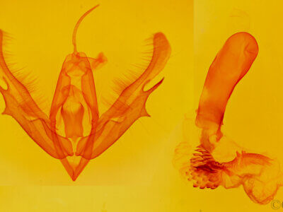 genitalia view of adult Acronicta clarescens