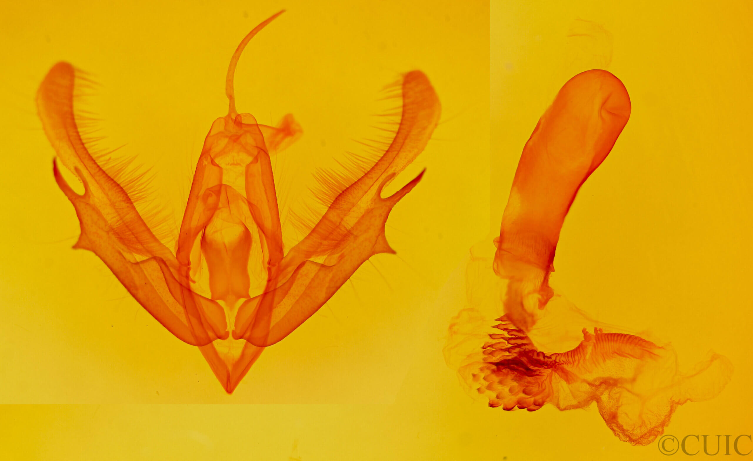 genitalia view of adult Acronicta clarescens