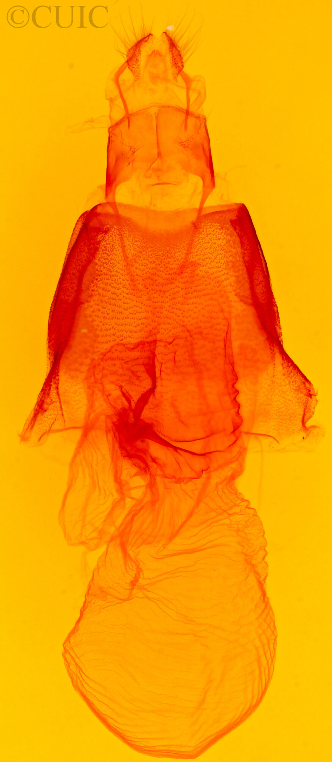 genitalia view of adult Acronicta clarescens