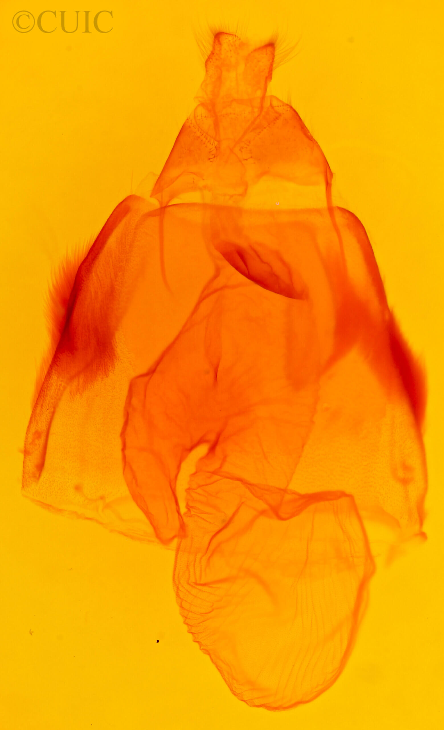 genitalia view of adult Acronicta superans