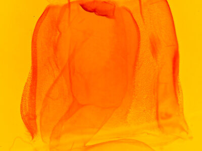 genitalia view of adult Acronicta spinigera