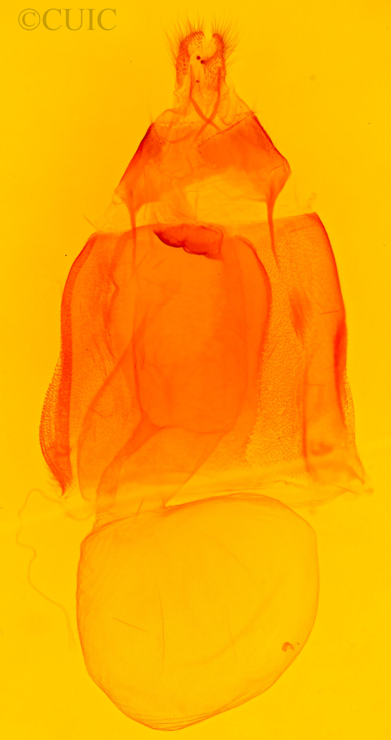 genitalia view of adult Acronicta spinigera