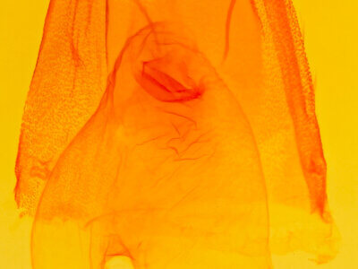 genitalia view of adult Acronicta connecta