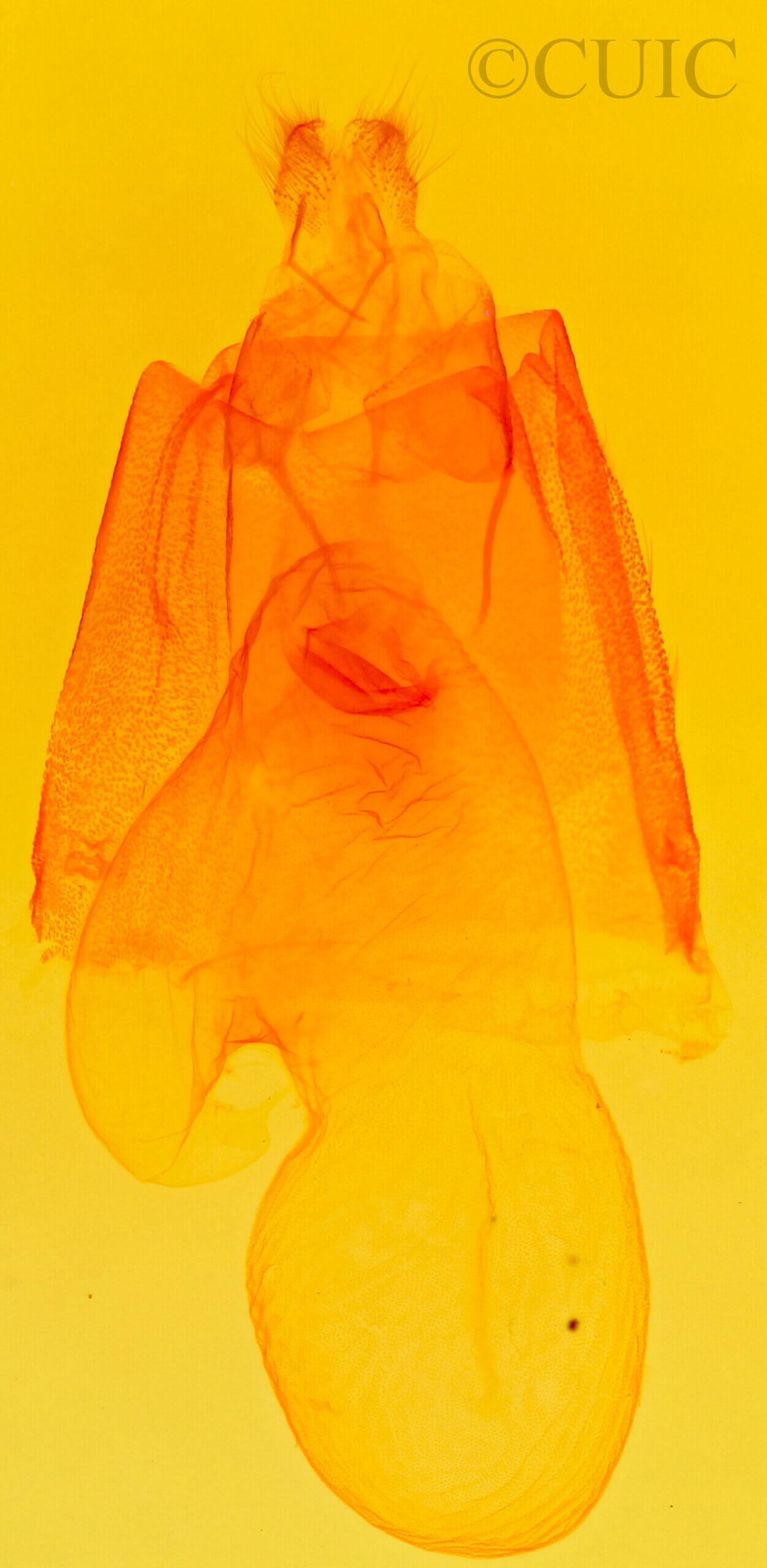 genitalia view of adult Acronicta connecta